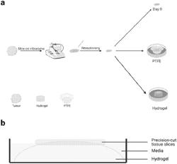 MAINTENANCE AND/OR CULTURE OF TISSUE SLICES IN VITRO OR EX VIVO