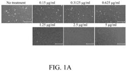 Method for preventing human cell infection by herpesviruses