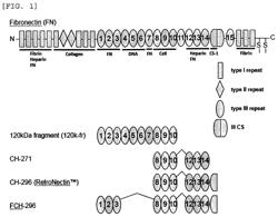 Lymphocyte production method