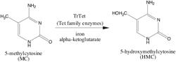 Selective oxidation of 5-methylcytosine by TET-family proteins