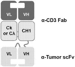 BI-SPECIFIC ANTIBODIES FOR USE IN PRODUCING ARMED IMMUNE CELLS