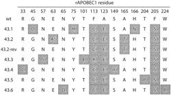 EVOLUTION OF CYTIDINE DEAMINASES