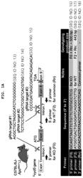 Peptides and anti-cancer compositions including thereof