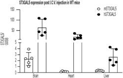 GM3 SYNTHASE VECTORS AND USES THEREOF