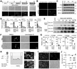 GENERATING QUIESCENT HEPATIC STELLATE CELLS AND THEIR USE IN LIVER MODELS