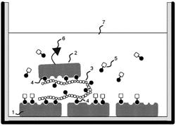 METHOD FOR DETECTING EXOPOLYSACCHARIDE