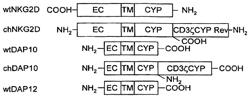 T cell receptor-deficient T cell compositions