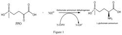 Method for the production of glufosinate-ammonium