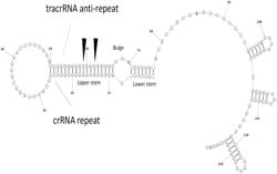 NOVEL OMNI-50 CRISPR NUCLEASE