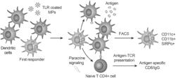 METHODS AND COMPOSITIONS FOR TARGETING OF ANTIGENS AND OTHER POLYPEPTIDES TO FIRST RESPONDER DENDRITIC CELLS