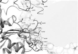 TRANSFERRIN RECEPTOR BINDING PROTEINS