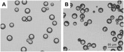 RADIOACTIVE GLASS MICROSPHERES FOR EMBOLIZATION, PREPARATION METHOD AND APPLICATION THEREOF