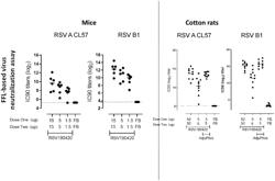 STABILIZED PRE-FUSION RSV FB ANTIGENS