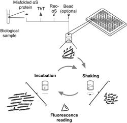 ALPHA SYNUCLEIN SUBSTRATES AND METHODS FOR MAKING AND USING THE SAME