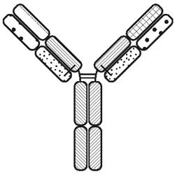 PROTEINS BINDING HER2, NKG2D AND CD16