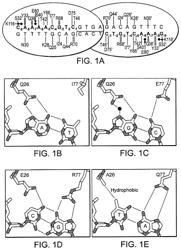 FUSION MOLECULES OF RATIONALLY-DESIGNED DNA-BINDING PROTEINS AND EFFECTOR DOMAINS