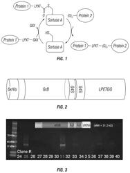 CELL-TARGETED CYTOTOXIC CONSTRUCTS