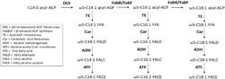 Production Of Non-Native Monounsaturated Fatty Acids In Bacteria