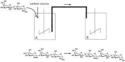 Sequential Fermentative Production Of Oligosaccharides