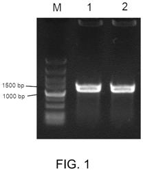 Recombinant