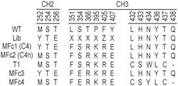 MODIFIED FCRN BINDING FRAGMENTS WITH IMPROVED HALF-LIFE