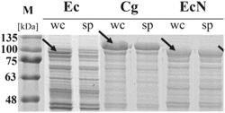 RECOMBINANT MICROORGANISM AND A METHOD FOR ITACONIC ACID PRODUCTION