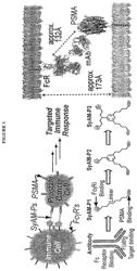 Synthetic antibody mimetic compounds (SYAMS) targeting cancer, especially prostate cancer