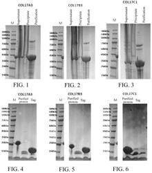 Human collagen 17-type polypeptide, production method therefor and use thereof