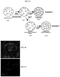 Corneal endothelial cells with increased cell density and compositions thereof