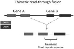 Neoantigens Expressed In Ovarian Cancer And Their Uses