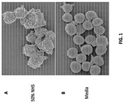 COMPOSITIONS AND METHODS FOR USING BISPECIFIC ANTIBODIES TO BIND COMPLEMENT AND A TARGET ANTIGEN