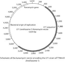 ANELLOVECTORS AND METHODS OF USE