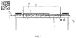 Microwave assisted extraction of essential oils from plant biomass