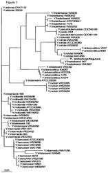 Bacteria and uses thereof