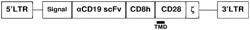 CD19-Directed Chimeric Antigen Receptor Constructs