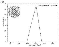 NUTRACEUTICAL COMPOSITION FOR DELIVERY OF HYDROPHILIC AND HYDROPHOBIC BIOACTIVE SUBSTANCES