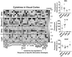 SYSTEMS AND METHODS FOR DRIVING NEURAL ACTIVITY TO CONTROL BRAIN SIGNALING AND GENE EXPRESSION