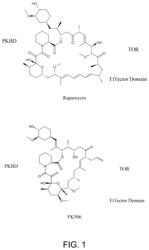 HYBRID CYCLIC LIBRARIES AND SCREENS THEREOF