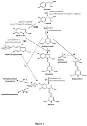 CYP76AD1-BETA CLADE POLYNUCLEOTIDES, POLYPEPTIDES, AND USES THEREOF