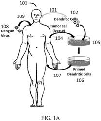 Method for treating cancer using dengue virus serotype 1 (DENV-1)