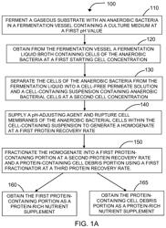 System and process for increasing protein product yield from bacterial cells