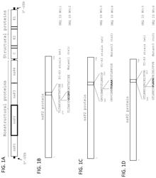 Temperature-based transient delivery of nucleic acids and proteins to cells and tissues