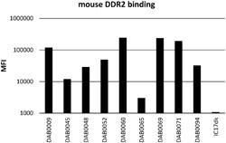 ANTI-DDR2 ANTIBODIES AND USES THEREOF