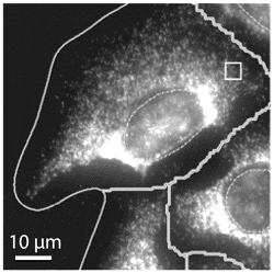 MULTIPLEXED IMAGING USING MERFISH, EXPANSION MICROSCOPY, AND RELATED TECHNOLOGIES