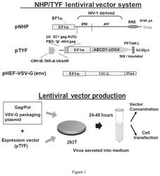 Application of lentiviral vector EF1α promoter for optimising ABCD1 gene expression to treat adrenoleukodystrophy