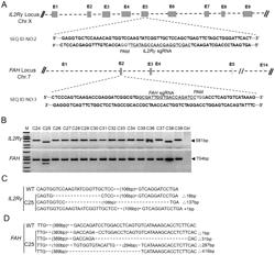 SGRNA AND CONSTRUCTING DUAL PIG MODEL OF SEVERE IMMUNODEFICIENCY AND LIVER INJURY AND USE THEREOF