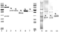 COMPOSITION COMPRISING RECOMBINANT Gplba RECEPTOR PROTEIN