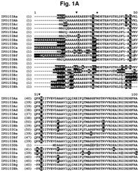 Insecticidal proteins from plants and methods for their use