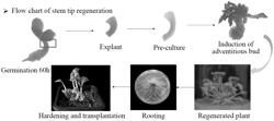 METHOD FOR OBTAINING REGENERATED SEEDLINGS OF BRASSICA CAMPESTRIS L.SSP.CHINENSIS FROM EMBRYONIC TIP TISSUE