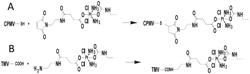 ANTICANCER DRUG-CONTAINING PLANT VIRUS PARTICLES